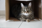 Katze_gestresst_Test_Aufmacher