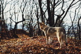 Hund im Wald Aufmacher