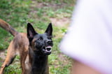 Aggressiver_Hund_Aufmacher.jpg