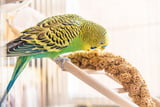 Gefährliche Nahrung für Vögel