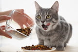 Aufmacher_Katzenfutter.jpg