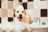 Hund in Badewanne