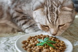 CBD im Katzenfutter