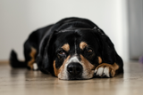 Strafen Hunde 01