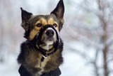 Halti für Hund Aufmacher