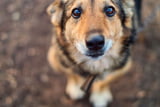 Können_Hunde_Weinen_Aufmacher.jpg