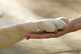 Hund stirbt Trauer 01