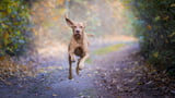 Hund Rückruf