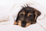 Unterkühlung_Hund_Aufmacher.jpg