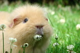 Frischfutter ist die Hauptnahrung von Meerschweinchen.