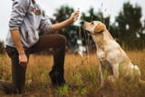 Hundetrainer_Aufmacher.jpg