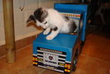 autocat_kerstin-schuetz_pixelio.jpg