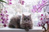 orchideen-giftig-fuer-katzen.jpg