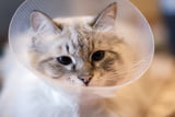 Katze OP