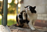 Juckreiz Katzen