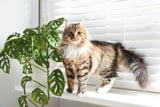 monstera-giftig-fuer-katzen