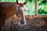 Altes Pferd