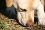 Würmer bei Hunden