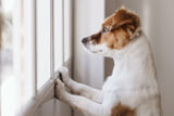Hund_einsam_Aufmacher.jpg