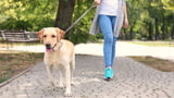 Tipps gegen Ziehen an Leine