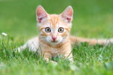 GK_Allergien_bei_Katzen.jpg