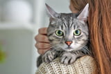 Katze_anschaffen_Aufmacher.jpg