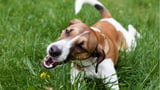 Hund frisst Gras
