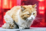 Katze_Würmer_Aufmacher.jpg