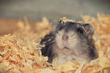 Einstreu des Hamstergeheges