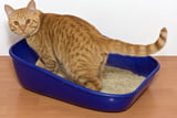 Katzenstreu_Test_Aufmacher.jpg