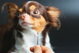 Zecken_Hund_Aufmacher.jpg