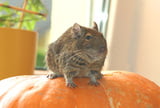 EHFT_Degu_Freizeit_udn_Beschaeftigung_01.jpg
