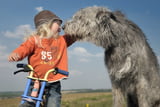 Große Hunde 01
