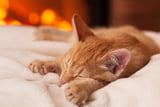 Katze schläft