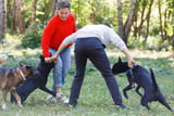 Aggressives Verhalten kann beim Spaziergang zum Problem werde