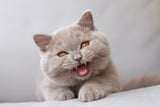 Kommunikation Katze