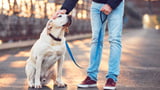 Hund wird gestreichelt