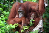 WWF Studie