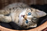 Tierheimkatze zulegen