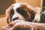Futter_Große_Hunde_Aufmacher.jpg