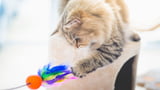 Katzen-Spiele: 10 Spielideen für Katzen