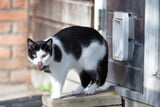 Katzenklappe_Aufmacher.jpg