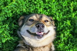 Lächeln_Hunde_aus_Freude_Aufmacher.jpg