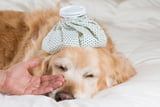 Hund_Fieber_messen_Aufmacher.jpg