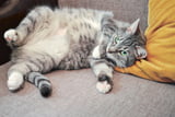 Hängebauch_Katze_Aufmacher.jpg