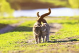 Paarungsbereitschaft von Katze und Kater