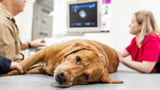 Tierarzt versorgt vergifteten Hund