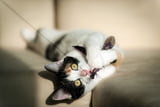 Trendspielzeug Katze
