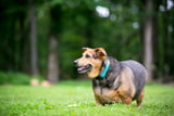 Übergewicht Hundefutter