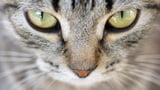 Augenkrankheiten bei Katzen
